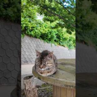 港付近の坂道の途中にあるテーブルが完全に猫カフェだった