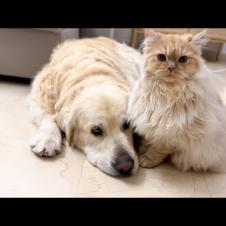 Funny Cat Refuses to Left Golden Retrievers Alone