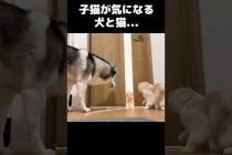子猫が気になる犬と猫...#shorts