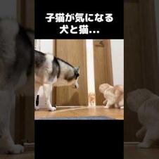 子猫が気になる犬と猫...#shorts