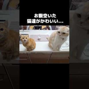 お腹が空いた猫達がかわいい...笑Hungry cats are the cutest chaos 😹🍽️