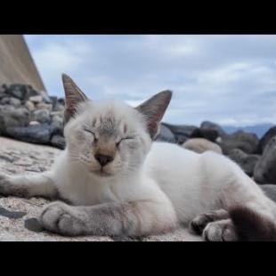 海辺にカワイイ子猫が寝ていたので動画を撮っていたら仲間がやってきてカメラをボコボコにされました