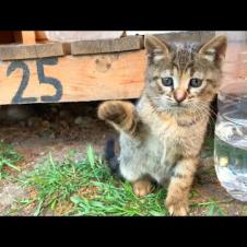 Incredibly cute kittens are playing very funny games