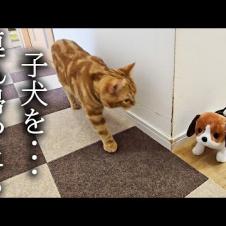 子犬を連れ帰ったら犬と子猫達が大変なことに...