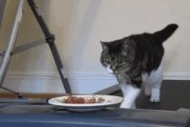 양반은 절대로 뛰지 않는다