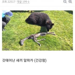 막 태어난 알파카