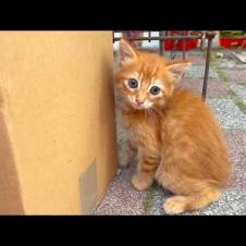 The innocent character of the blue-eyed, orange kitten will warm your heart