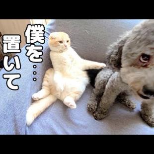 お出かけする犬を必死で引き留めて犬化した子猫がこちら...笑