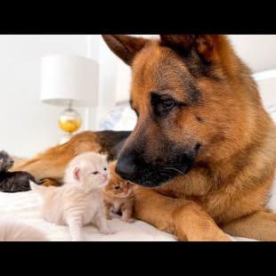 German Shepherd Loves Baby Kittens