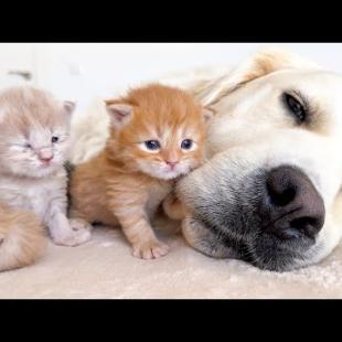 My Dog ​​is the Best Friend for Baby Kittens