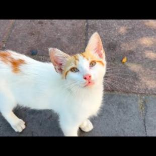 Cute street kittens are waiting for me every day