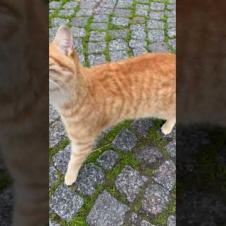 😻😼 My tabby cat is growling in response to my affection! #shorts #cat #cute