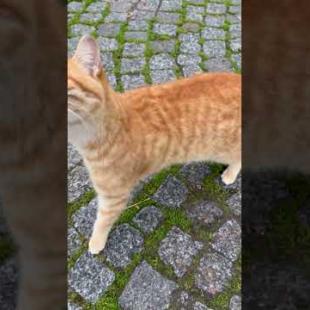 😻😼 My tabby cat is growling in response to my affection! #shorts #cat #cute