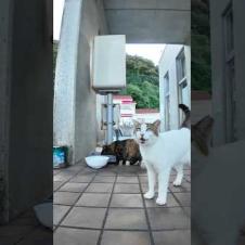 よく喋る猫