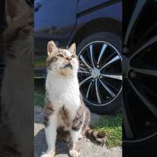 猫島の漁港前の広場にいた猫をナデナデしてきた