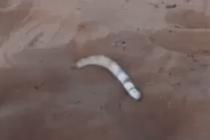 모래사장에서 뱀을 발견