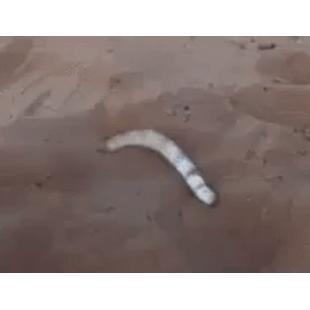 모래사장에서 뱀을 발견