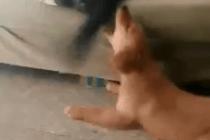 먼저 꼬리쳐 놓고서