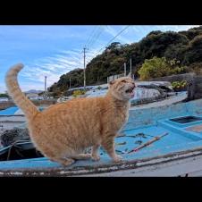 漁港の猫ちゃん、船に乗ってまでもモフられに来る甘えん坊が可愛すぎた