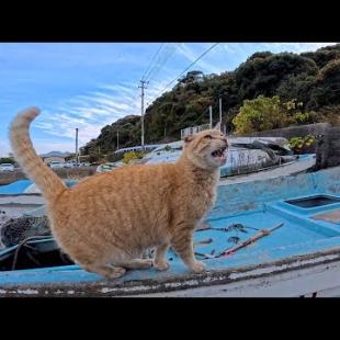 漁港の猫ちゃん、船に乗ってまでもモフられに来る甘えん坊が可愛すぎた