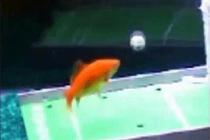 훈련된 금붕어의 묘기(1)