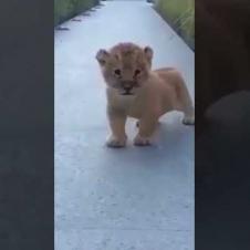 Baby Lion Enjoying Life and Roaring!