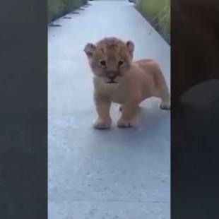 Baby Lion Enjoying Life and Roaring!