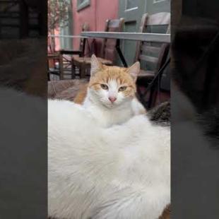 Homeless cats taking shelter in a chair in a cafe #catshorts #kitten #meow #catsofyoutube #cute #cat