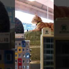 鉄道模型と猫、さらにバックには本物の鉄道#ジオラマ食堂 #ImpressedCatVideo #catisland #猫