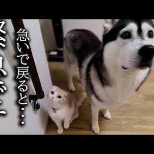 外出中に警報がなったので急いで家に引き返したら猫と犬が...