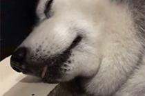 멍멍이의 놀란표정