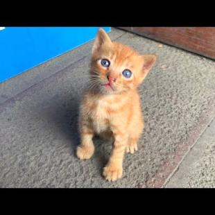 Abandoned, hungry kittens search everywhere for their mothers