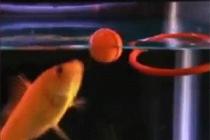 훈련된 금붕어의 묘기(2)