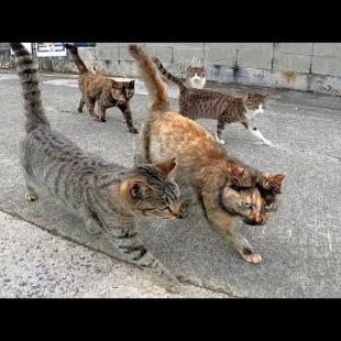 猫島朝の散歩、猫が集まってきた