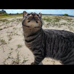 砂浜を猫と散歩する