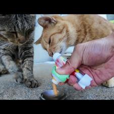 漁港の日陰で休む茶トラとキジトラ猫にちゅーるをあげたら幸せそうに食べてくれた🐾