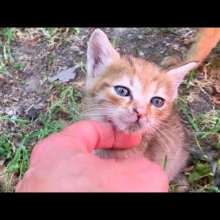 😢🐱 Little Cat is Hungry and Lonely ... But She Doesn't Lose Hope