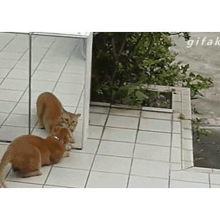 깜짝냥.gif