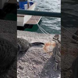 Cats gathered in a fish restaurant and beat each other up for food #catshorts #kitten #meow #cute