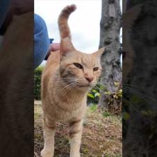 公園の仲良し猫二人組がやってきた