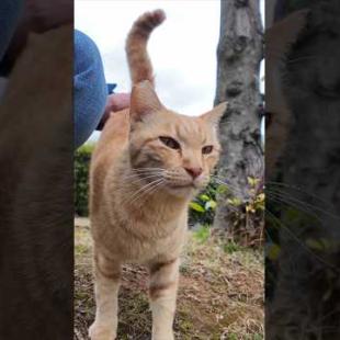 公園の仲良し猫二人組がやってきた