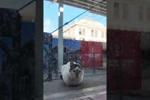 「危険ですから白線の内側までお下がり下さい」