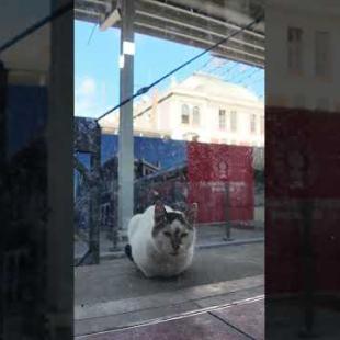 「危険ですから白線の内側までお下がり下さい」