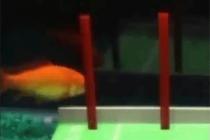 훈련된 금붕어의 묘기(3)