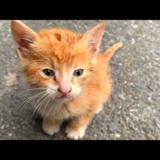 We Became Friends with a Street Cat 🐾: Homeless But Not Loveless! 💔❤️