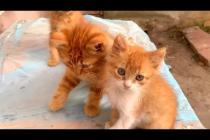 💕🐱 They Want Affection More Than Food… Who Could Say No to These Kittens?