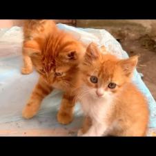 💕🐱 They Want Affection More Than Food… Who Could Say No to These Kittens?