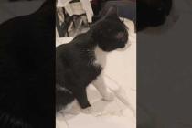 猫自由過ぎだろ