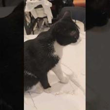 猫自由過ぎだろ