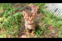💞🐈 Laughter Guaranteed! Kittens Do a Hilarious Crab Walk While Playing Chase 😹